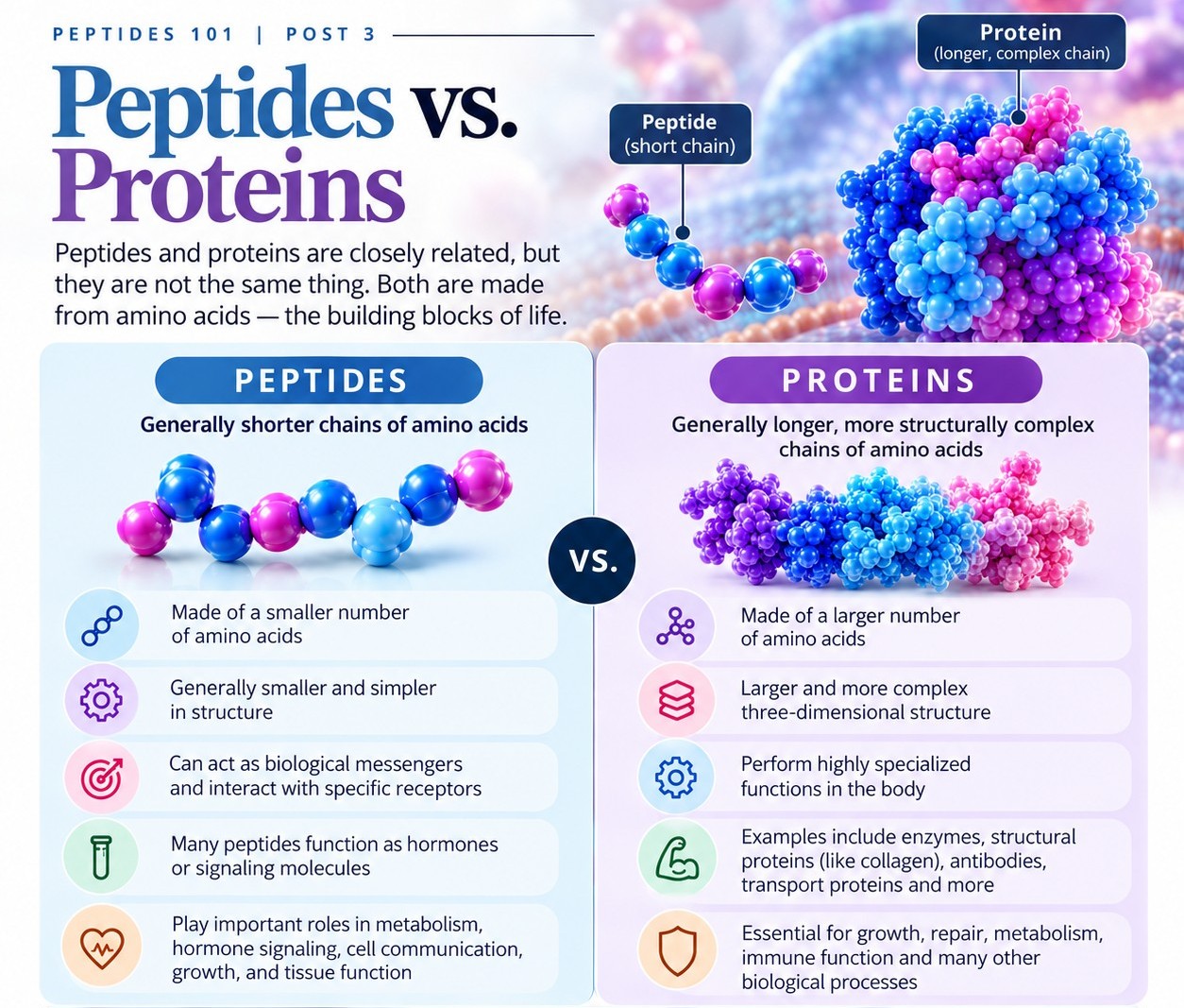 Peptides vs. Proteins: What’s the Difference?